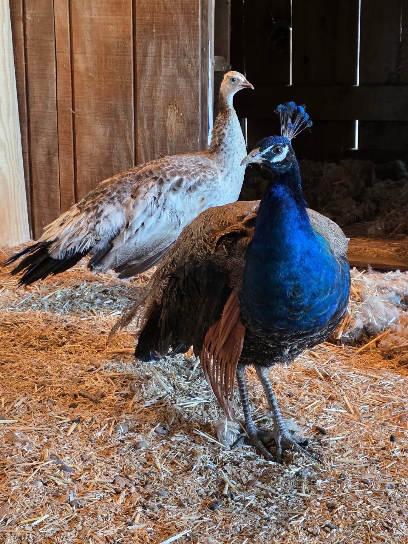 Peafowl inside the barn at Covenant Ranch