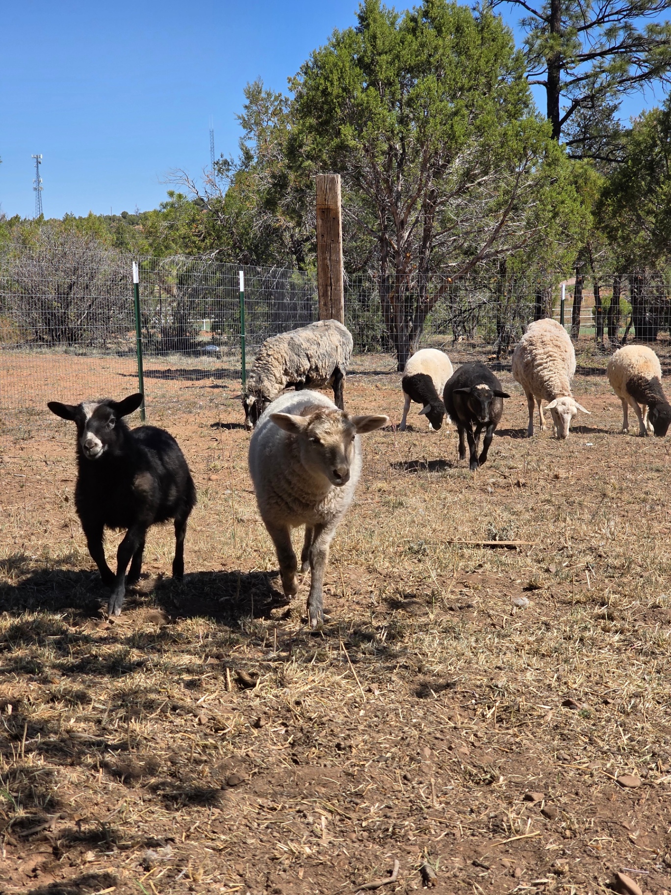 A mixed flock of sheep grazing together at Covenant Ranch