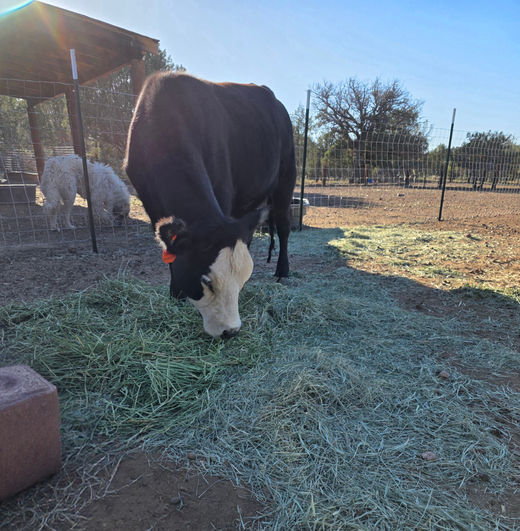 Mini Mouse, our Black Baldy cow at Covenant Ranch