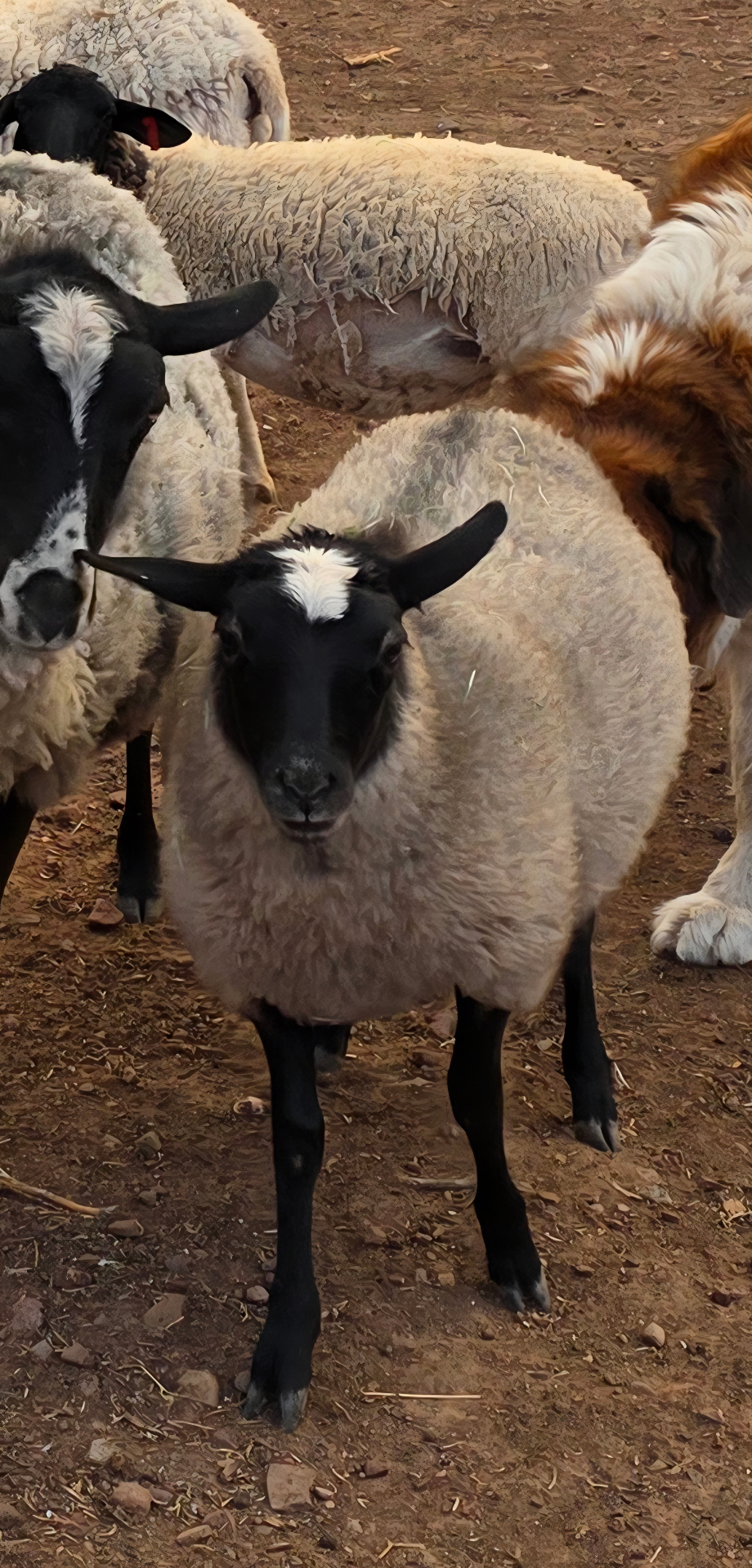 Reba — High Romanov × East Friesian