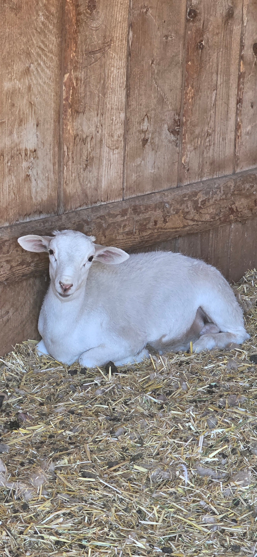 Cisco — Purebred Katahdin