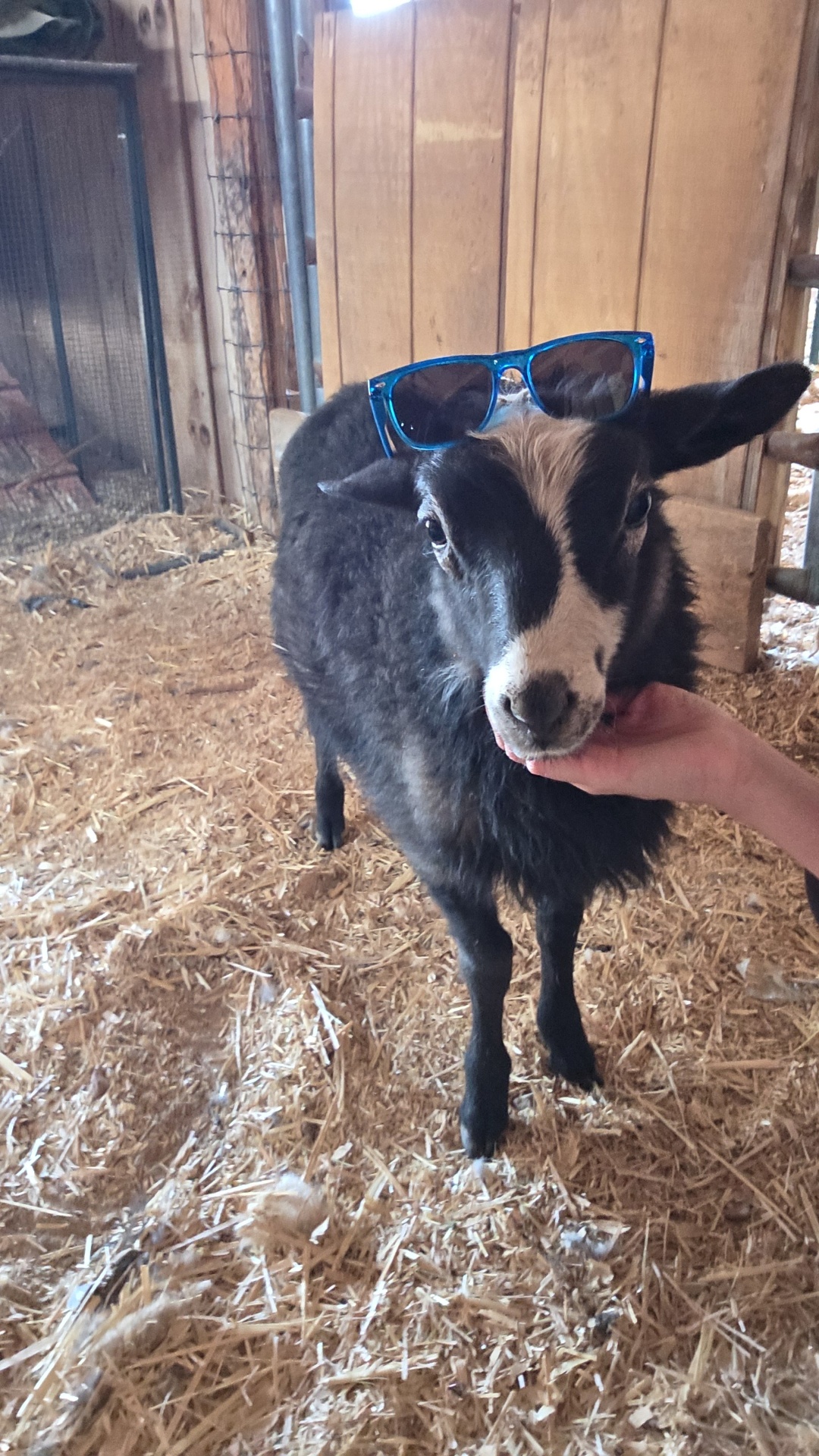 Chip — High Romanov × East Friesian. Bottle-raised Spring 2026 lamb out of Willow. Not breeding this season — a beloved member of the farm who runs to us when called.