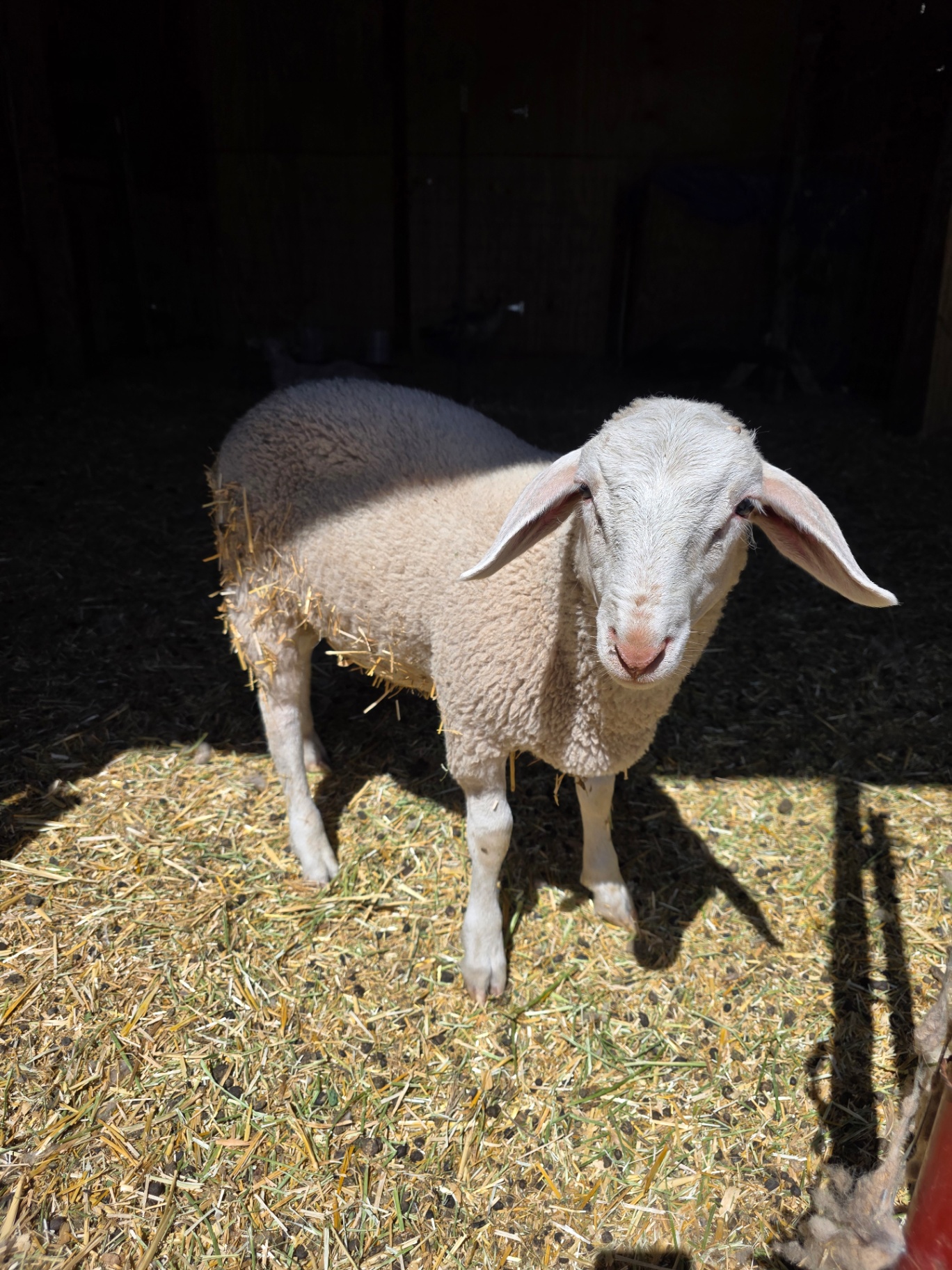 A white sheep standing in the barn at Covenant Ranch