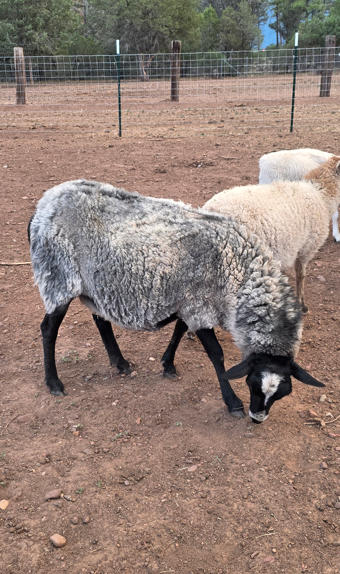 Willow — High Romanov × East Friesian