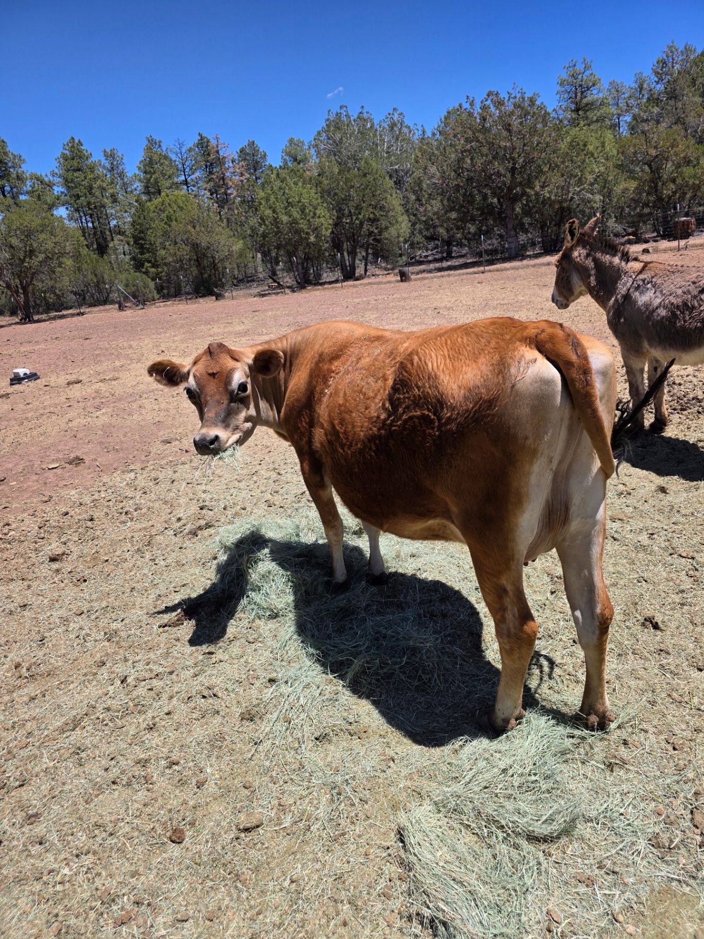 Pumpkin, our Purebred Jersey cow at Covenant Ranch