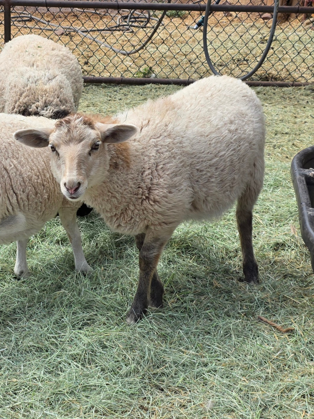 Cinnamon — High Romanov × Suffolk × Hampshire