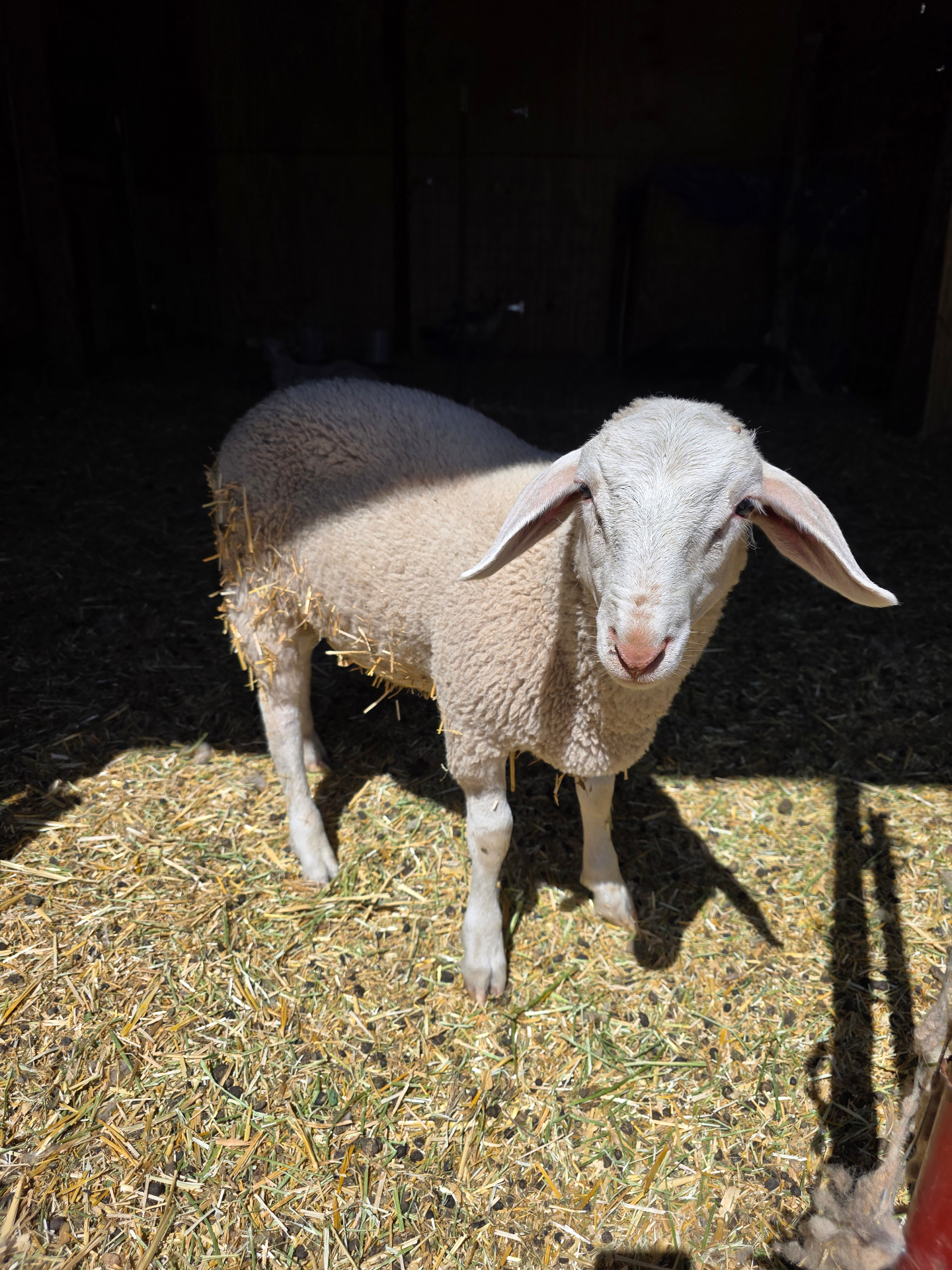 Cotton — High East Friesian × Awassi