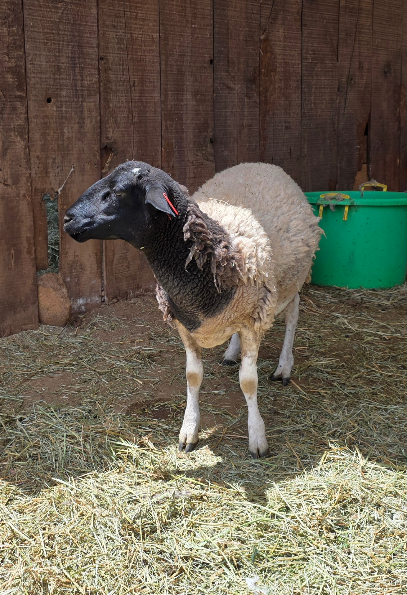 Margot — Purebred Registered Dorper