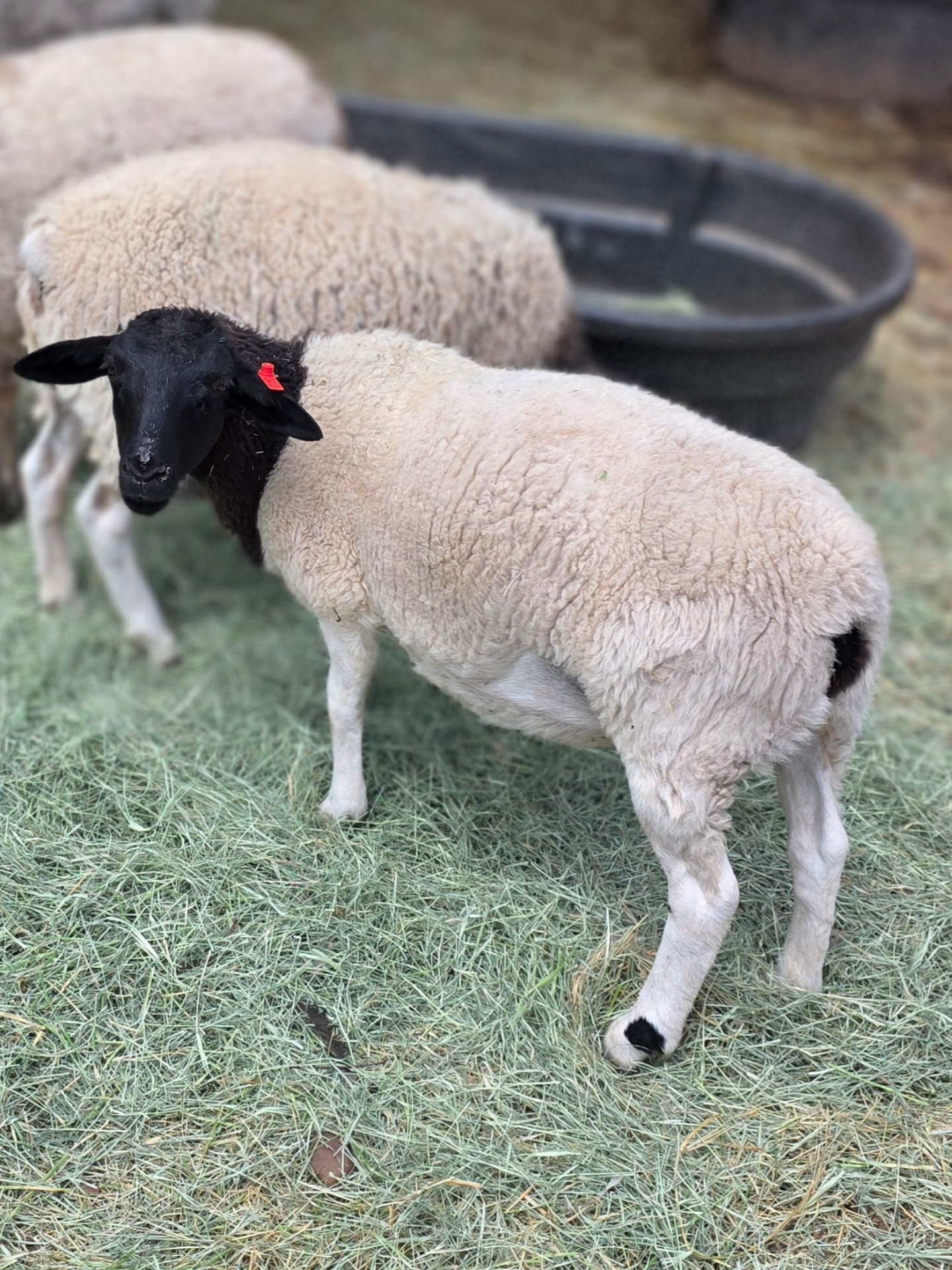 Delilah — Purebred Registered Dorper